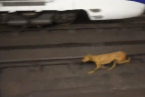 perro metro madrid