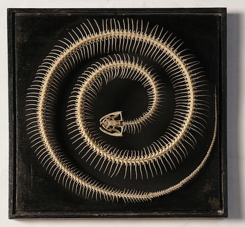 2.Esqueleto_de_serpiente