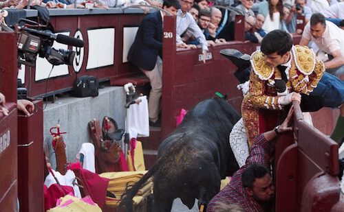 El diestro José Garrido observa al novillo - LV