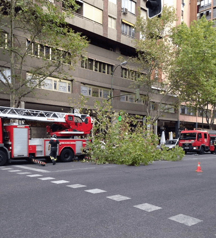 arbol-orense-chus_martin