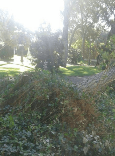 raices-arbol-retiro-4-septiembre-2014