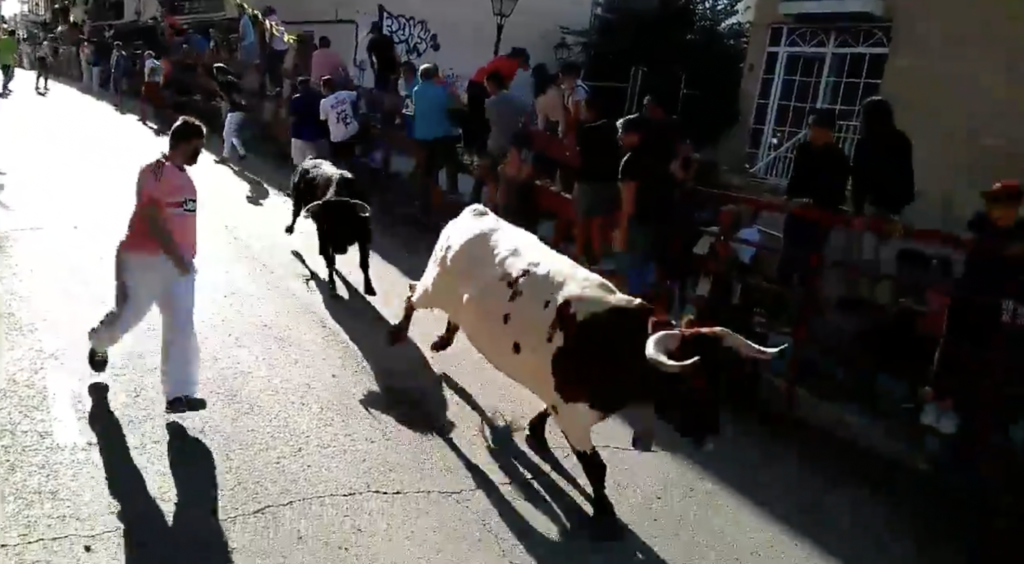 ÚLTIMA HORA Herido grave por asta de toro un corredor del encierro de San Agustín de Guadalix